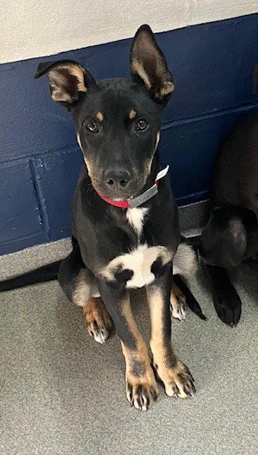 JAX 6 months Ava 4/1, Adoptable, Young Male Shepherd.