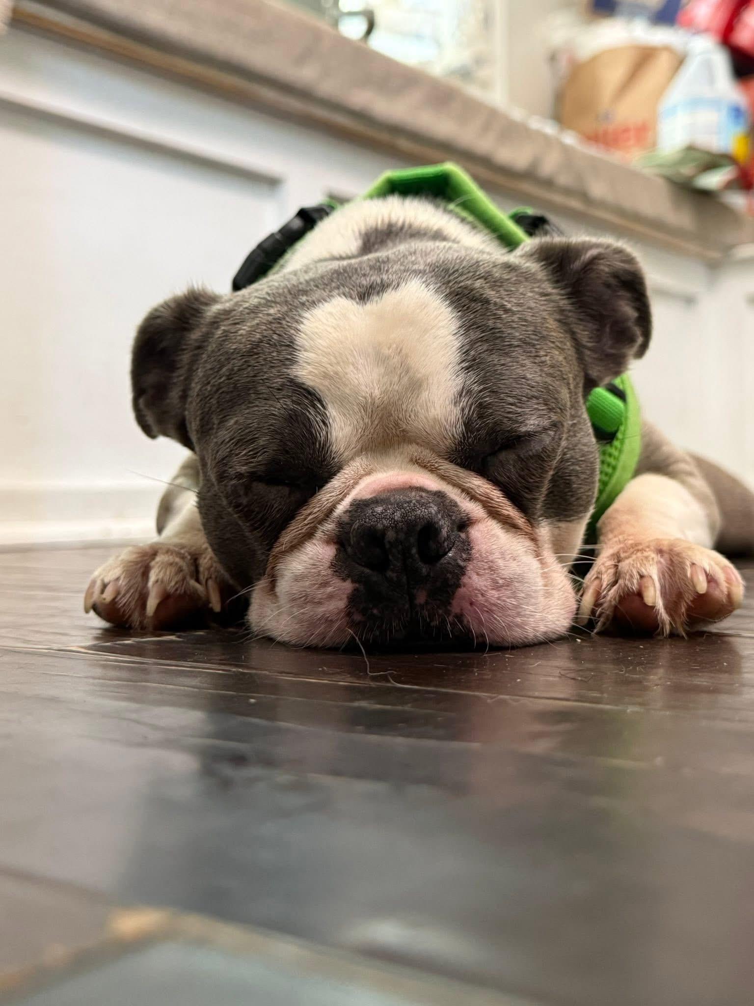 Enlarge Westside Basil, an adopted Boston Terrier in Boardman, OH image 6/6