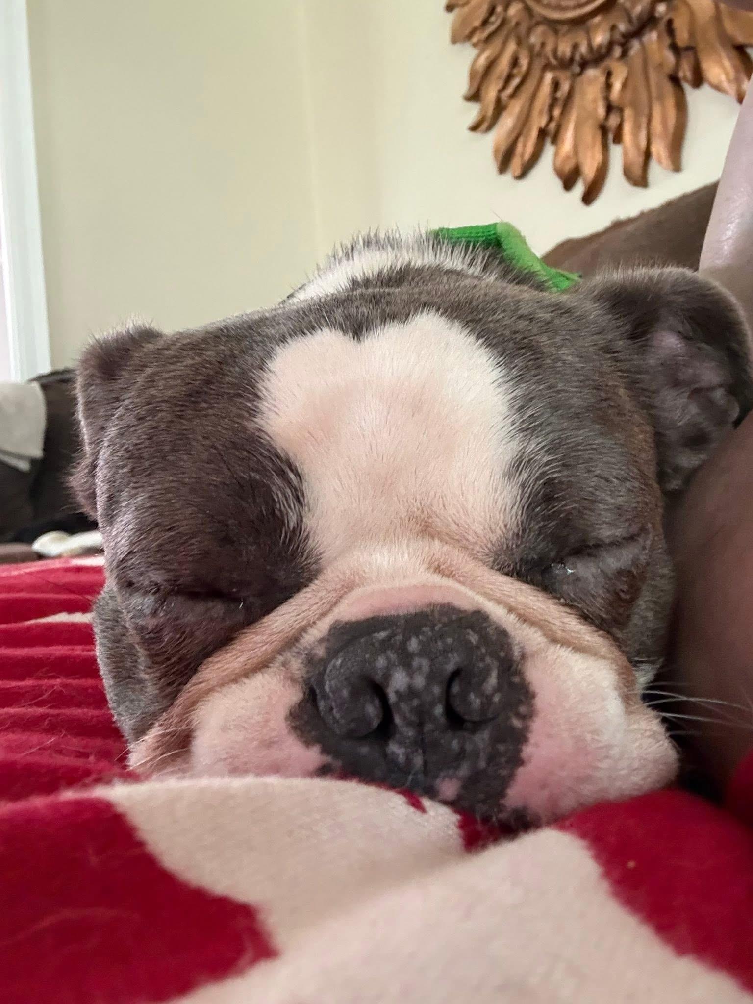 Enlarge Westside Basil, an adopted Boston Terrier in Boardman, OH image 4/6