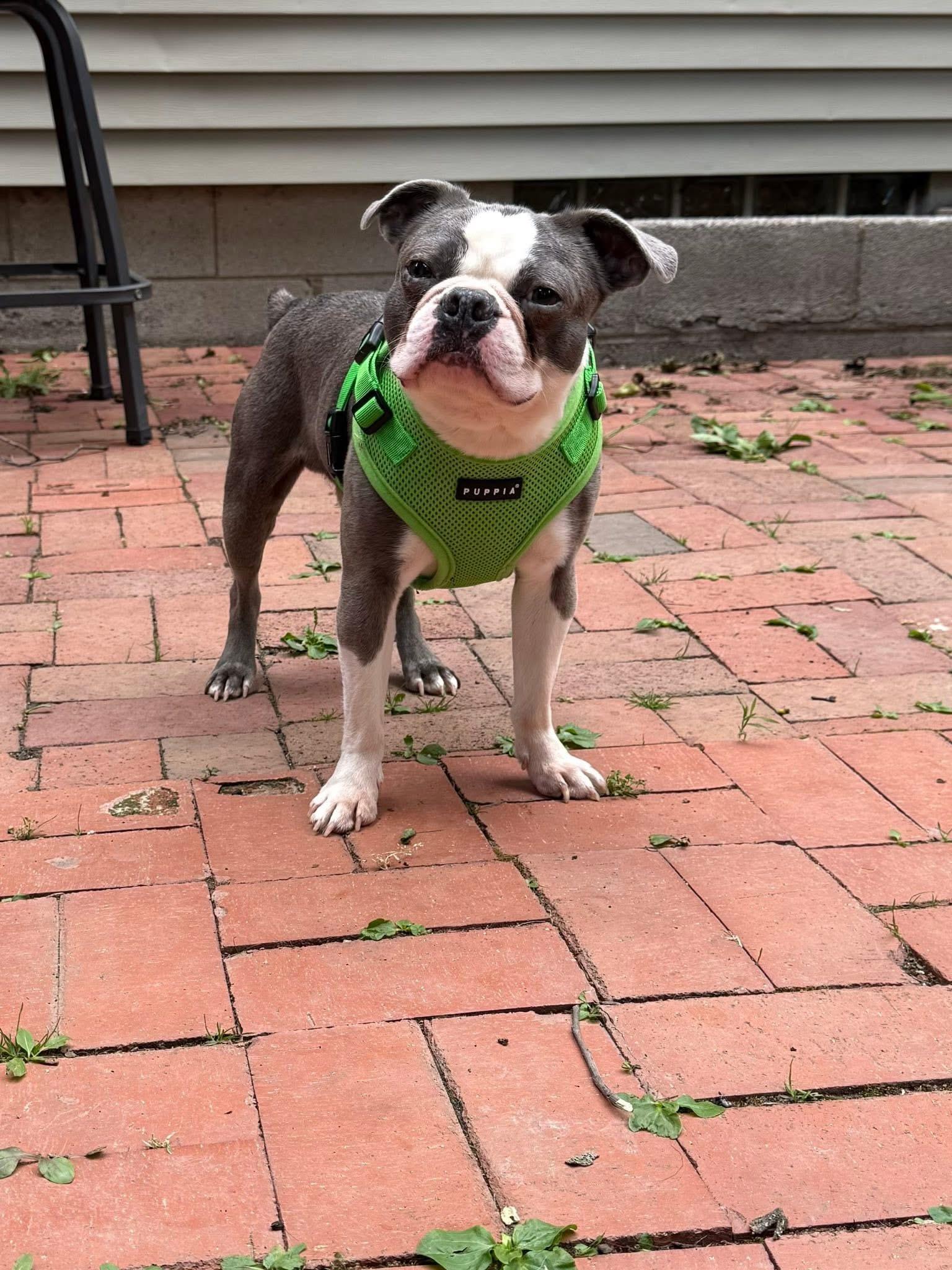 Enlarge Westside Basil, an adopted Boston Terrier in Boardman, OH image 5/6