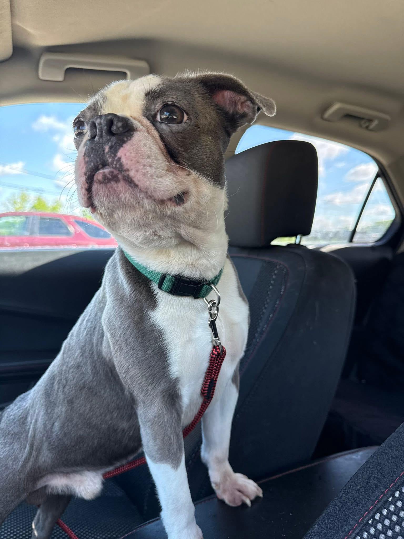 Westside Basil, adopted, Young Male Boston Terrier.