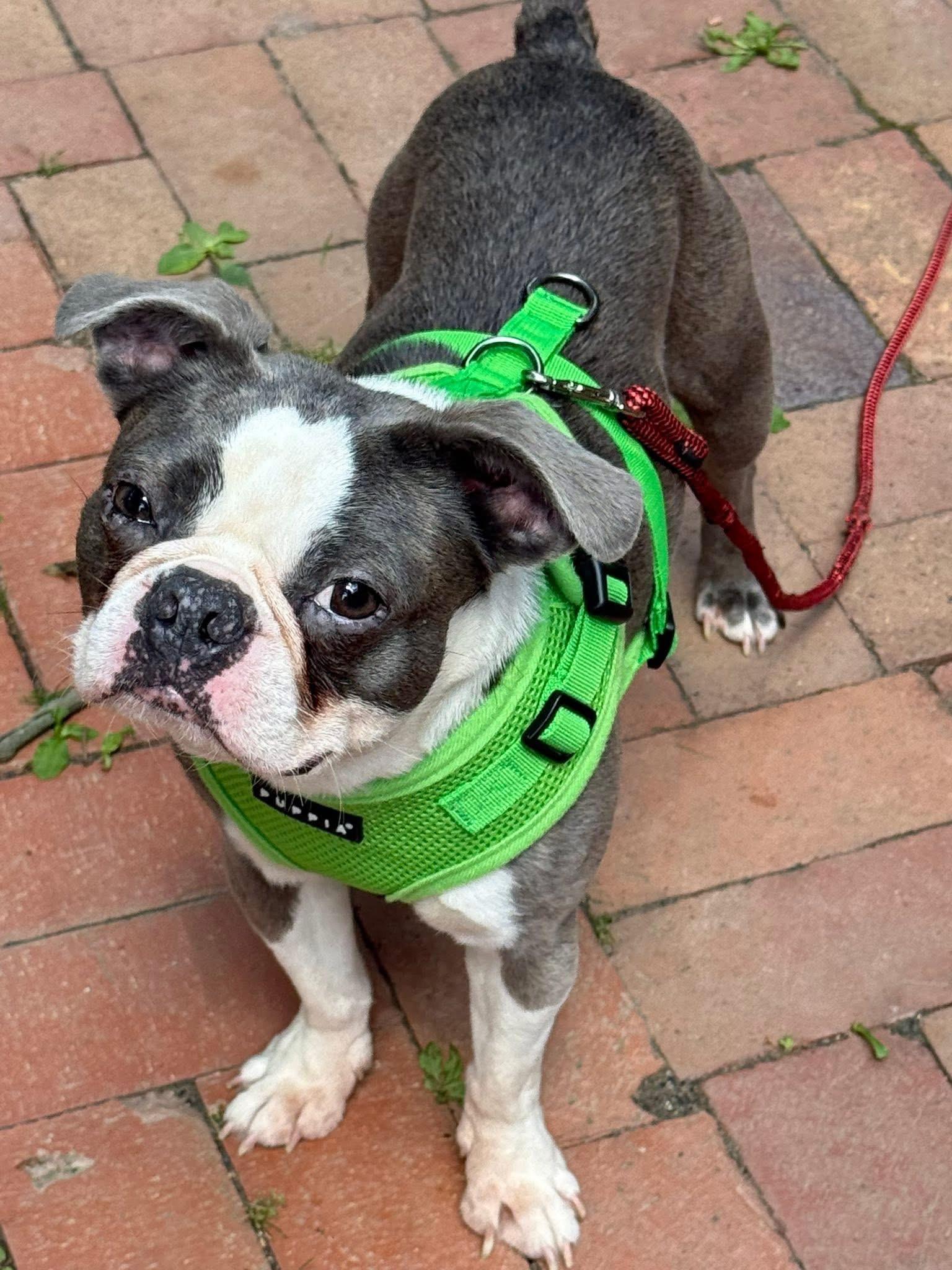 Enlarge Westside Basil, an adopted Boston Terrier in Boardman, OH image 2/6