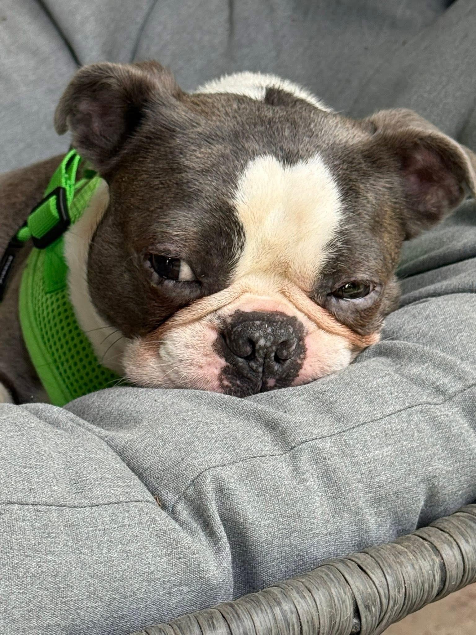Enlarge Westside Basil, an adopted Boston Terrier in Boardman, OH image 3/6