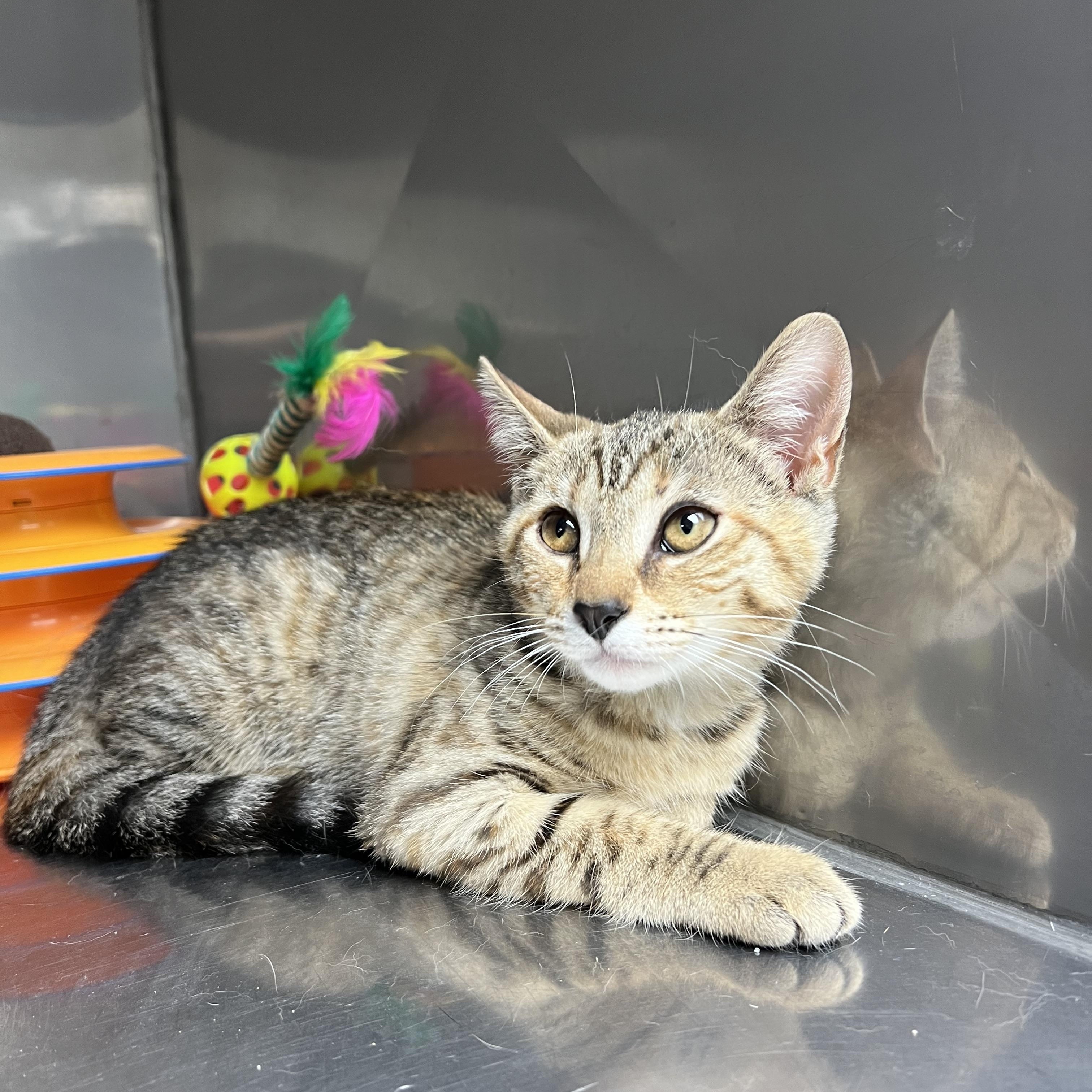 Freedom, a Adoptable mixed breed in Montville, NJ image 2/3