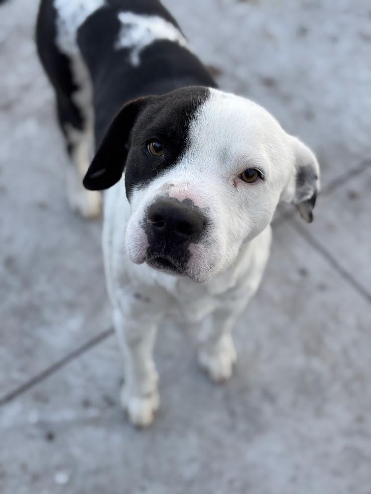 Oliver (25-D0536), ADOPTABLE, Adult Male Pit Bull Terrier.