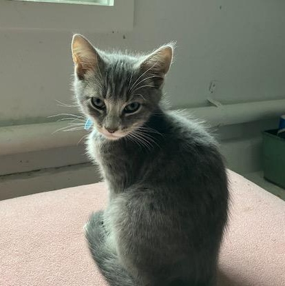 Austin from Aspen's litter