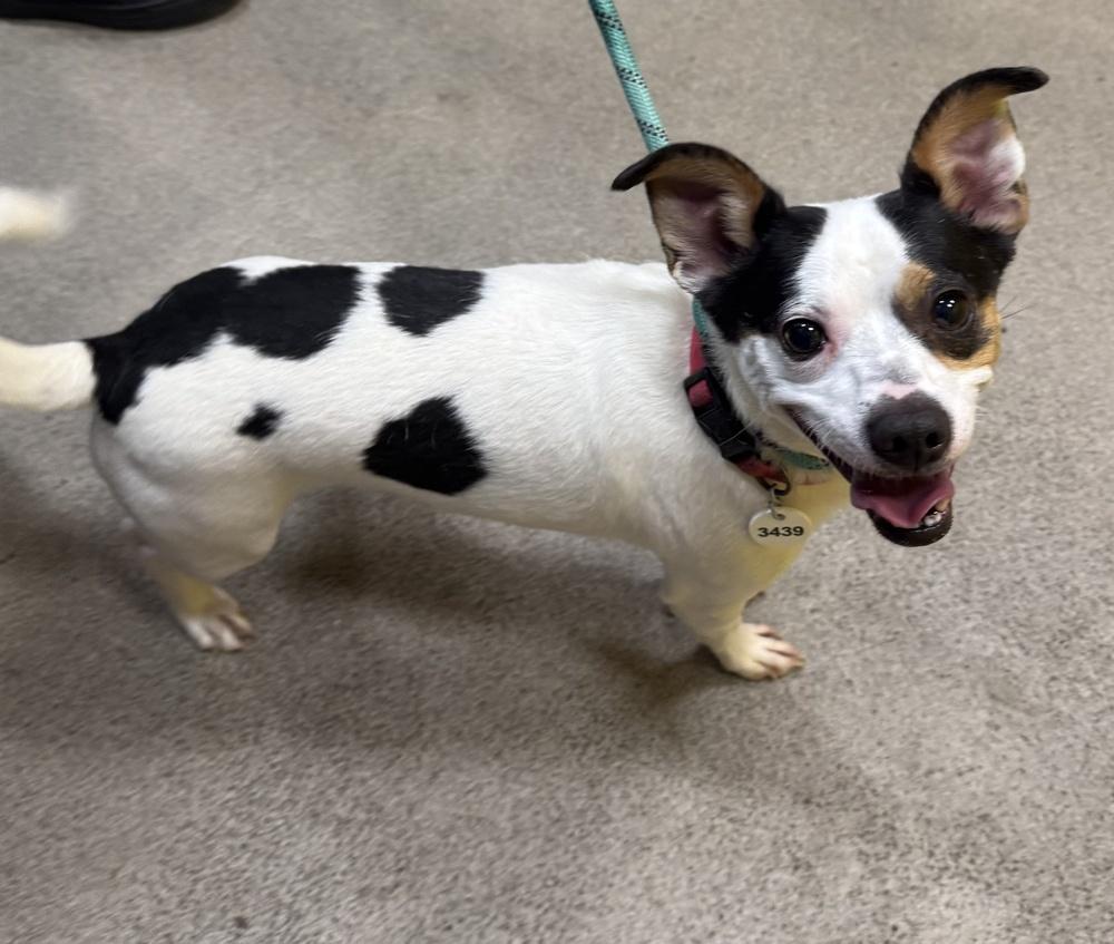 Enlarge Spot, a Adoptable mixed breed in Greenbelt, MD image 1/4
