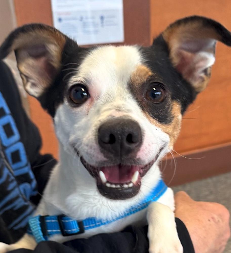 Enlarge Spot, a Adoptable mixed breed in Greenbelt, MD image 2/4