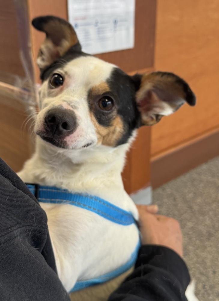 Enlarge Spot, a Adoptable mixed breed in Greenbelt, MD image 3/4