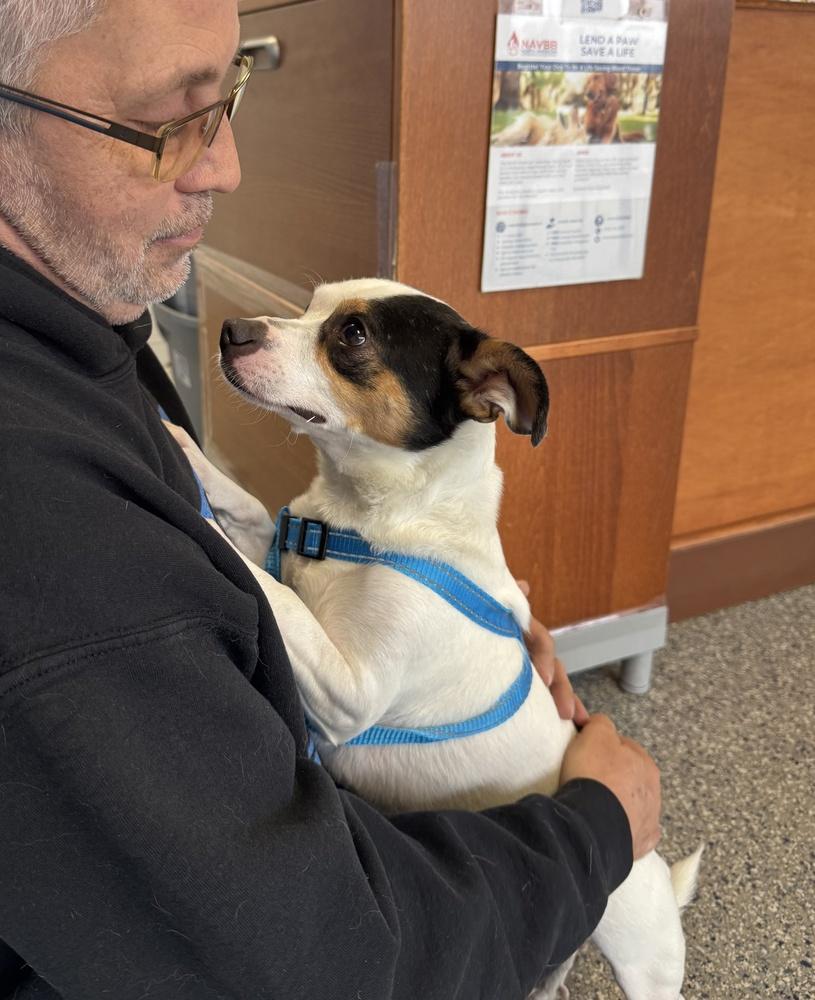 Enlarge Spot, a Adoptable mixed breed in Greenbelt, MD image 4/4