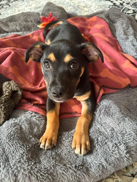 Enlarge Kola (10 lbs), a ADOPTABLE Mixed Breed in Mississauga, ON image 1/5