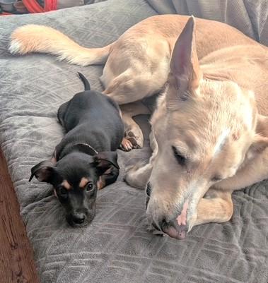 Enlarge Kola (10 lbs), a ADOPTABLE Mixed Breed in Mississauga, ON image 3/5