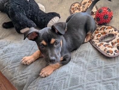 Enlarge Kola (10 lbs), a ADOPTABLE Mixed Breed in Mississauga, ON image 4/5