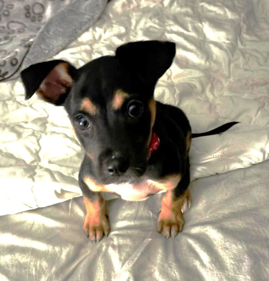 Enlarge Kola (10 lbs), a ADOPTABLE Mixed Breed in Mississauga, ON image 2/5