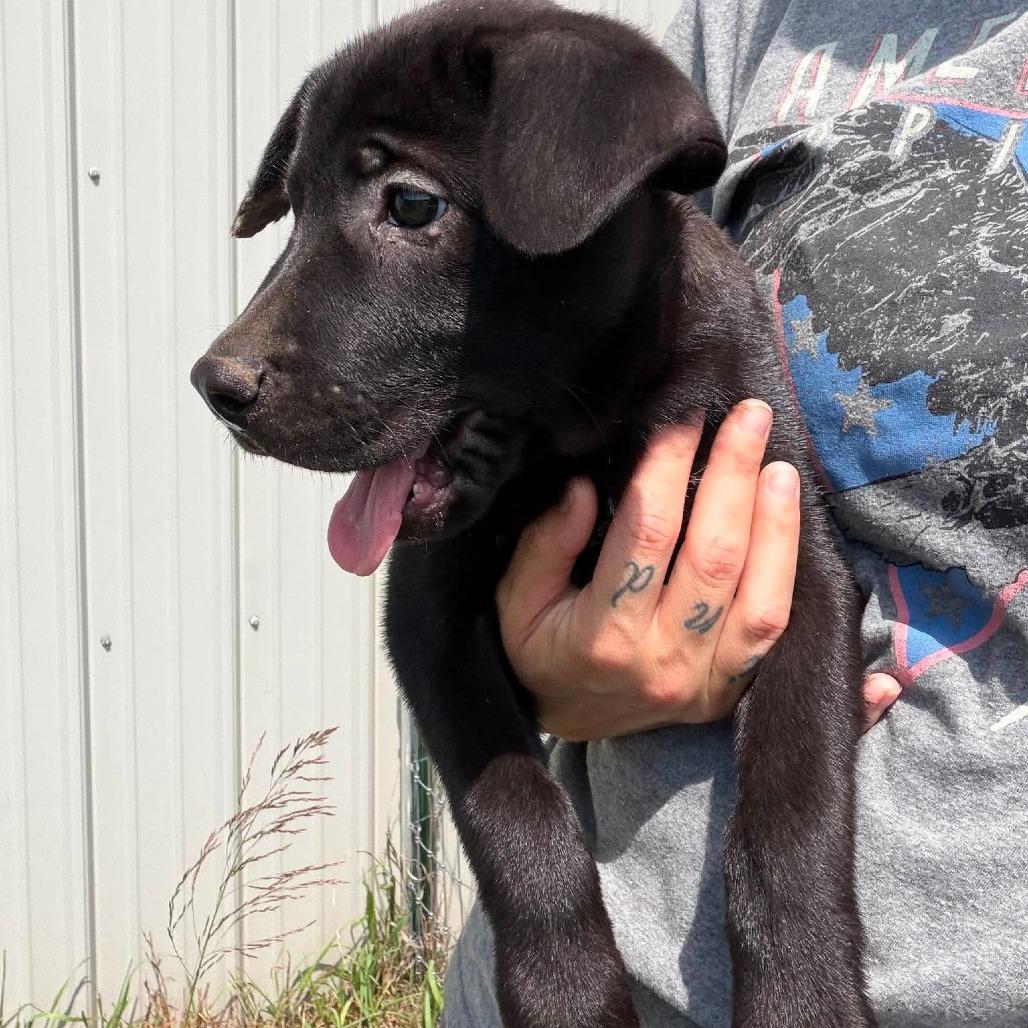 Wilbur, Adoptable, Puppy Male Australian Cattle Dog / Blue Heeler & Mixed Breed.