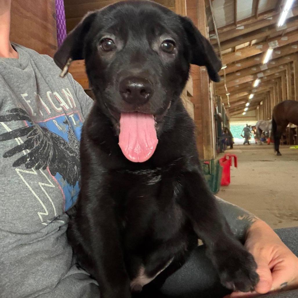 Enlarge Wilbur, a Adoptable mixed breed in Peculiar, MO image 2/6