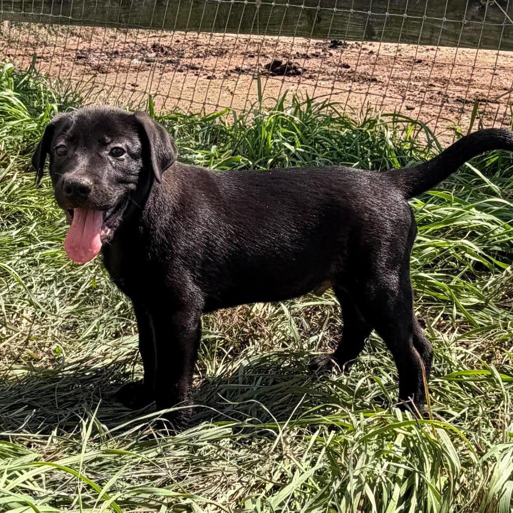 Enlarge Wilbur, a Adoptable mixed breed in Peculiar, MO image 3/6
