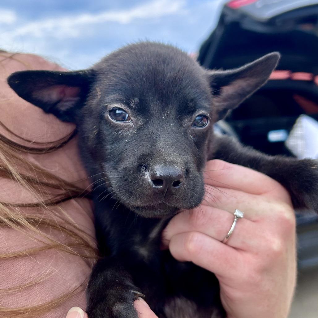 Enlarge Wilbur, a Adoptable mixed breed in Peculiar, MO image 5/6