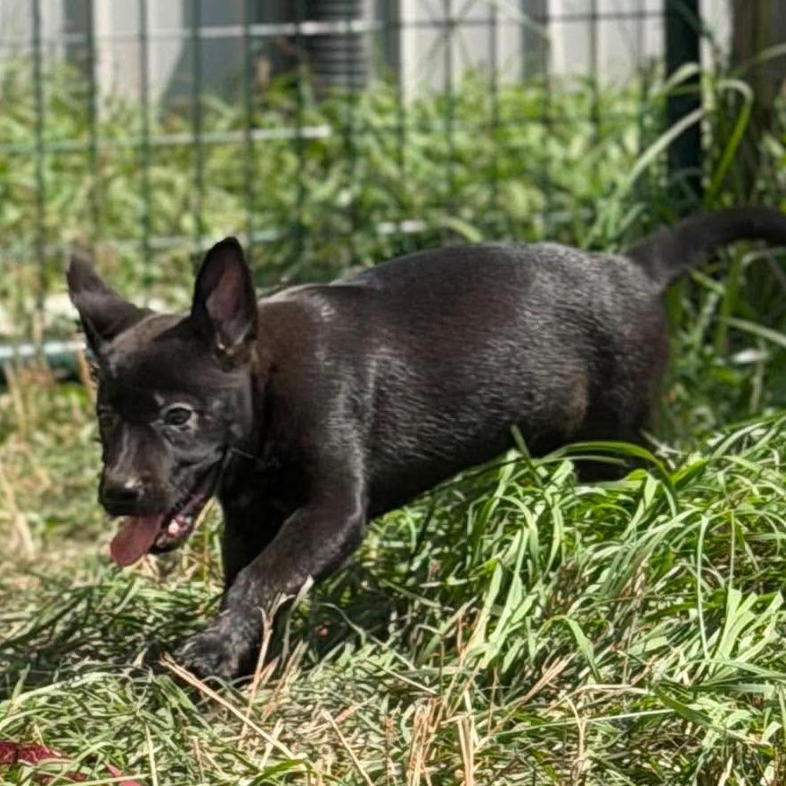 Enlarge Wilbur, a Adoptable mixed breed in Peculiar, MO image 6/6
