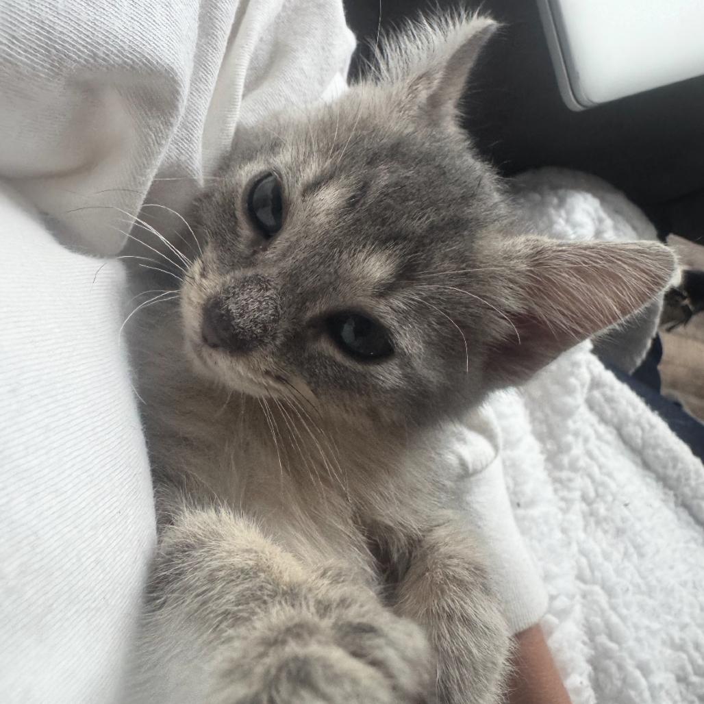 Harley, Adoptable, Kitten Male Domestic Medium Hair.
