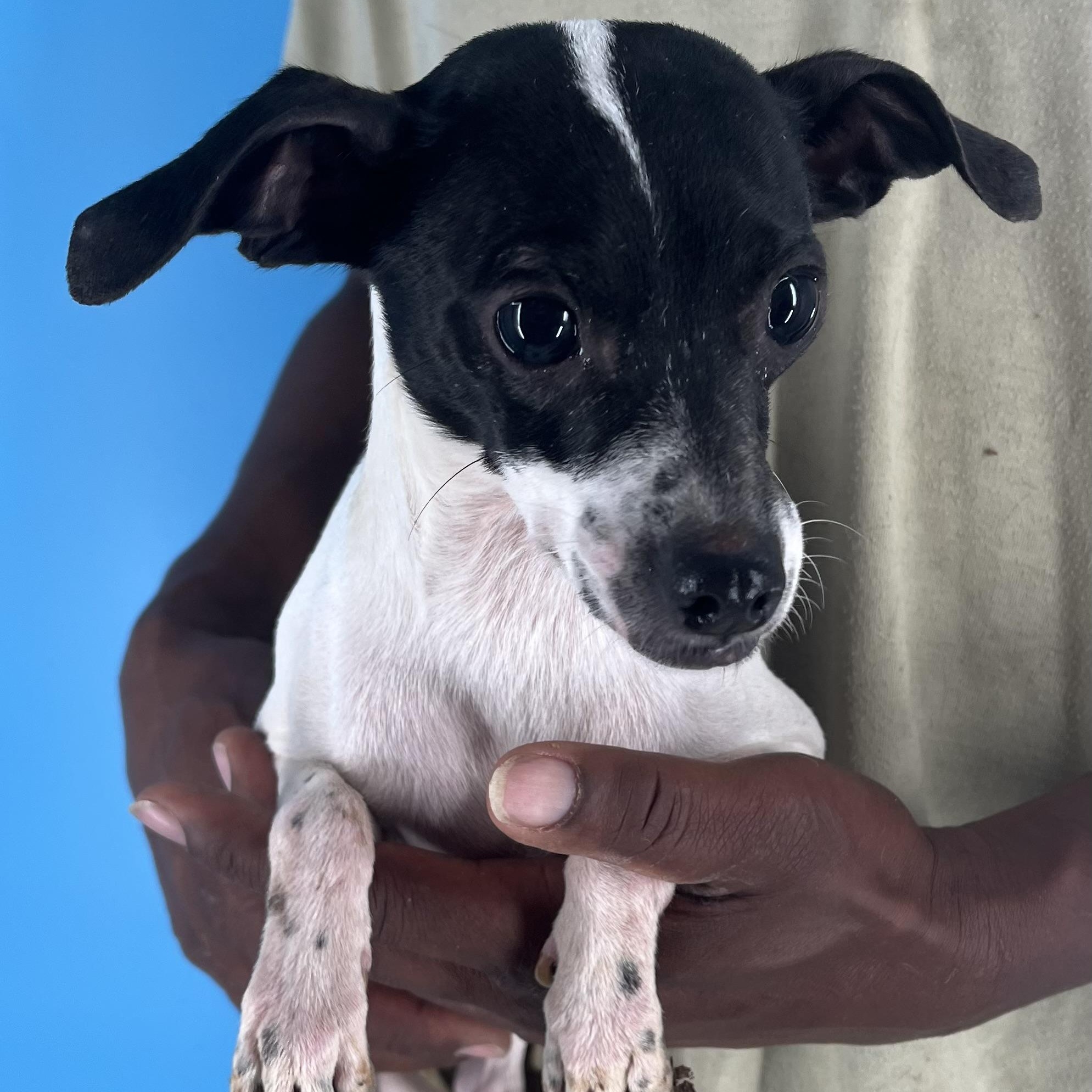 Rowdy - Local Aug 22-24, Adult Male unknown