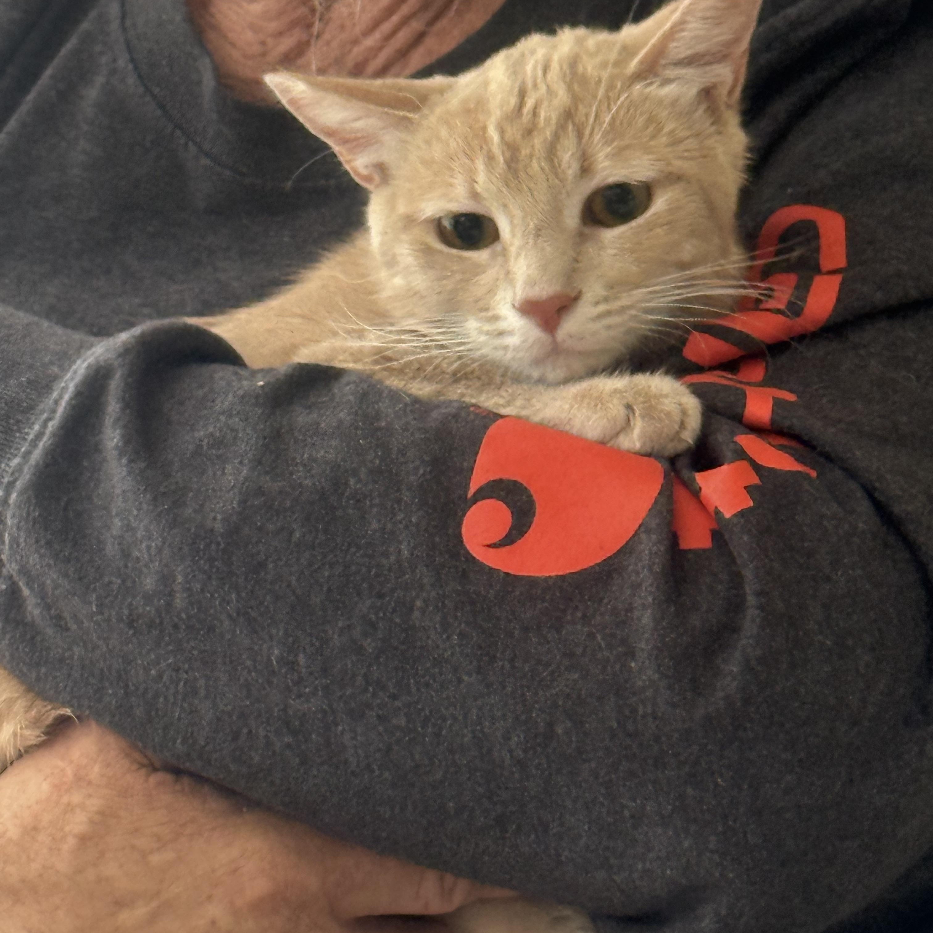 Enlarge Honey Bee, a ADOPTABLE Tabby in Las Vegas, NV image 1/1
