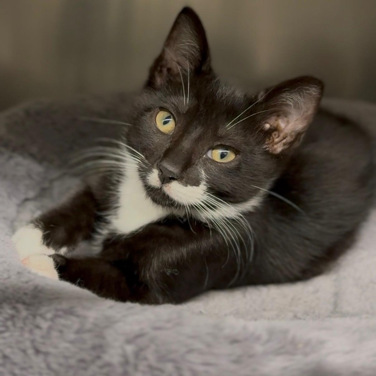 Enlarge Baby Bundt, a ADOPTABLE Domestic Short Hair in Wayne, NJ image 1/1