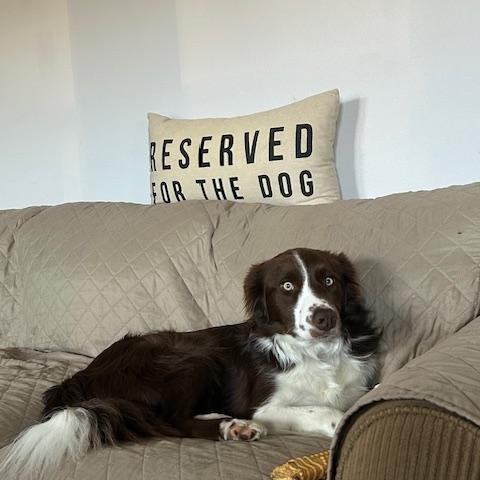 Enlarge Redd, a ADOPTABLE Border Collie in Eugene, OR image 1/3