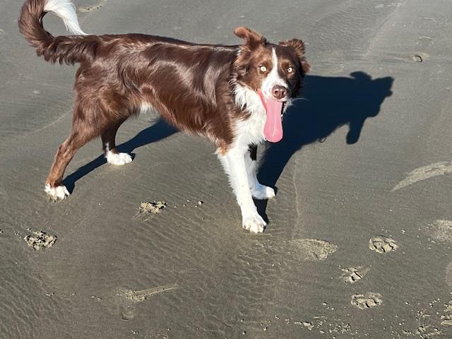 Enlarge Redd, a ADOPTABLE Border Collie in Eugene, OR image 2/3