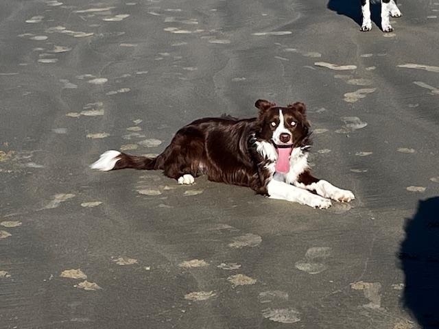 Enlarge Redd, a ADOPTABLE Border Collie in Eugene, OR image 3/3