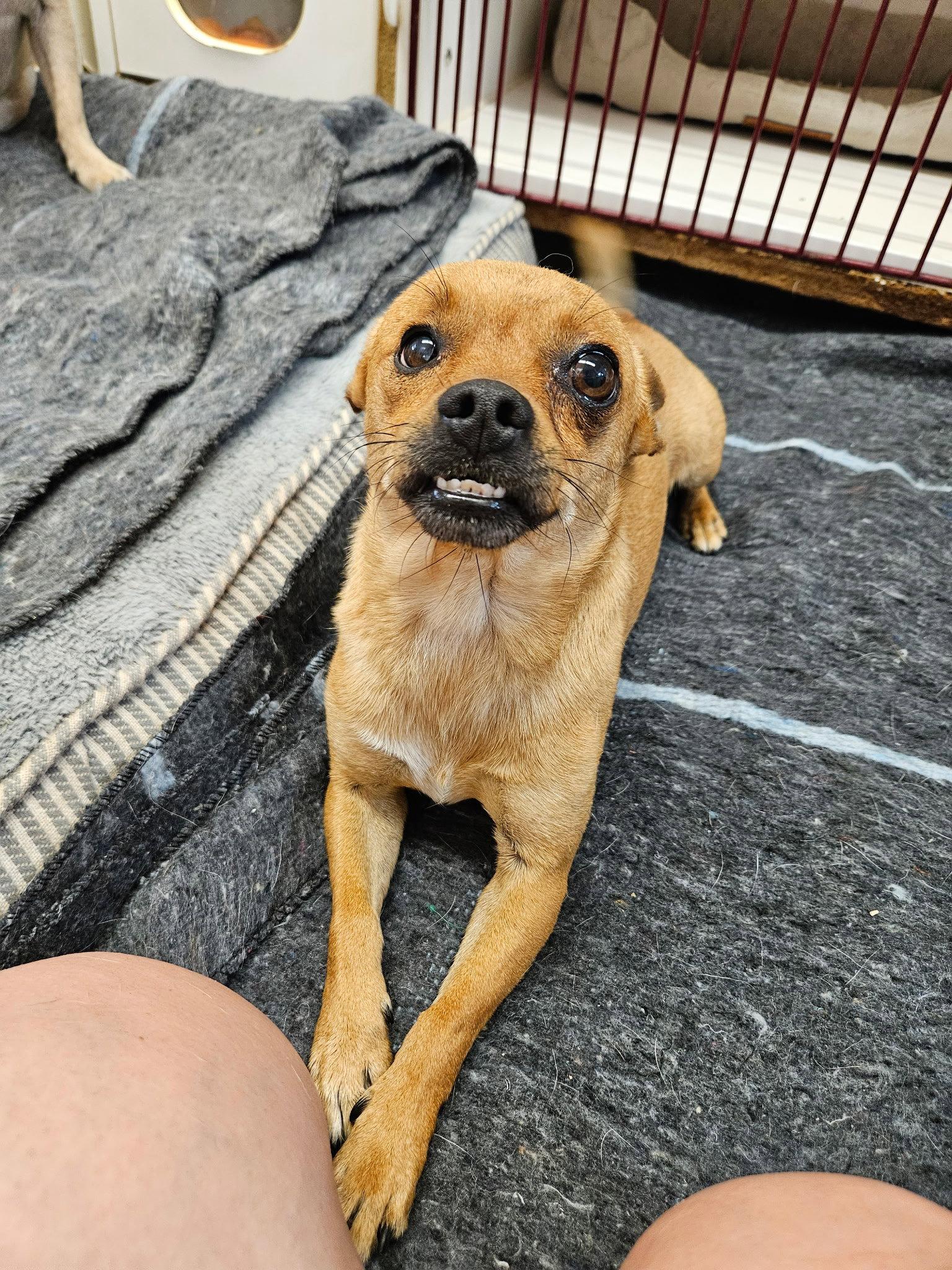 Mouth, Adoptable, Adult Male Chihuahua.