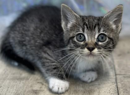 Socks, Adoptable, Adult Female Domestic Short Hair & Domestic Short Hair.