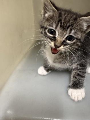 Enlarge Socks, a Adoptable mixed breed in Shreveport, LA image 2/2