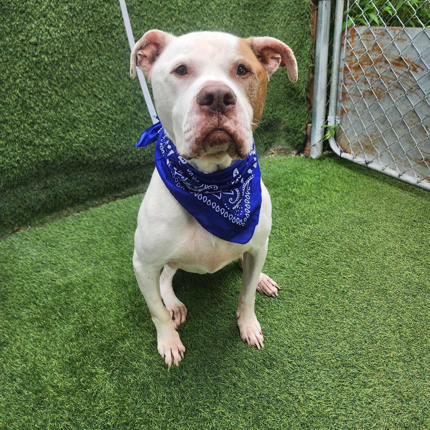 Tank — thumbnail 4