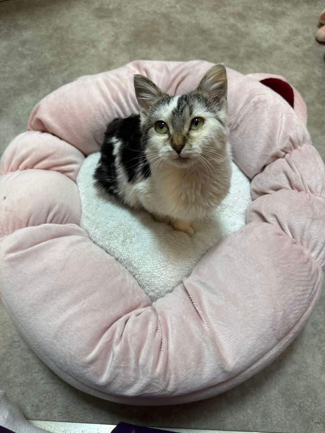 Enlarge Lada, a ADOPTABLE mixed breed in Sawyer, ND image 4/5