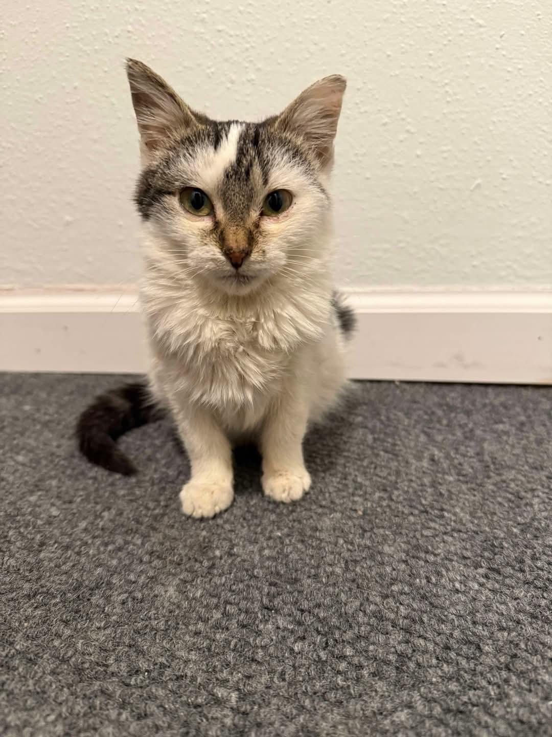 Lada, ADOPTABLE, Kitten Female Domestic Short Hair.