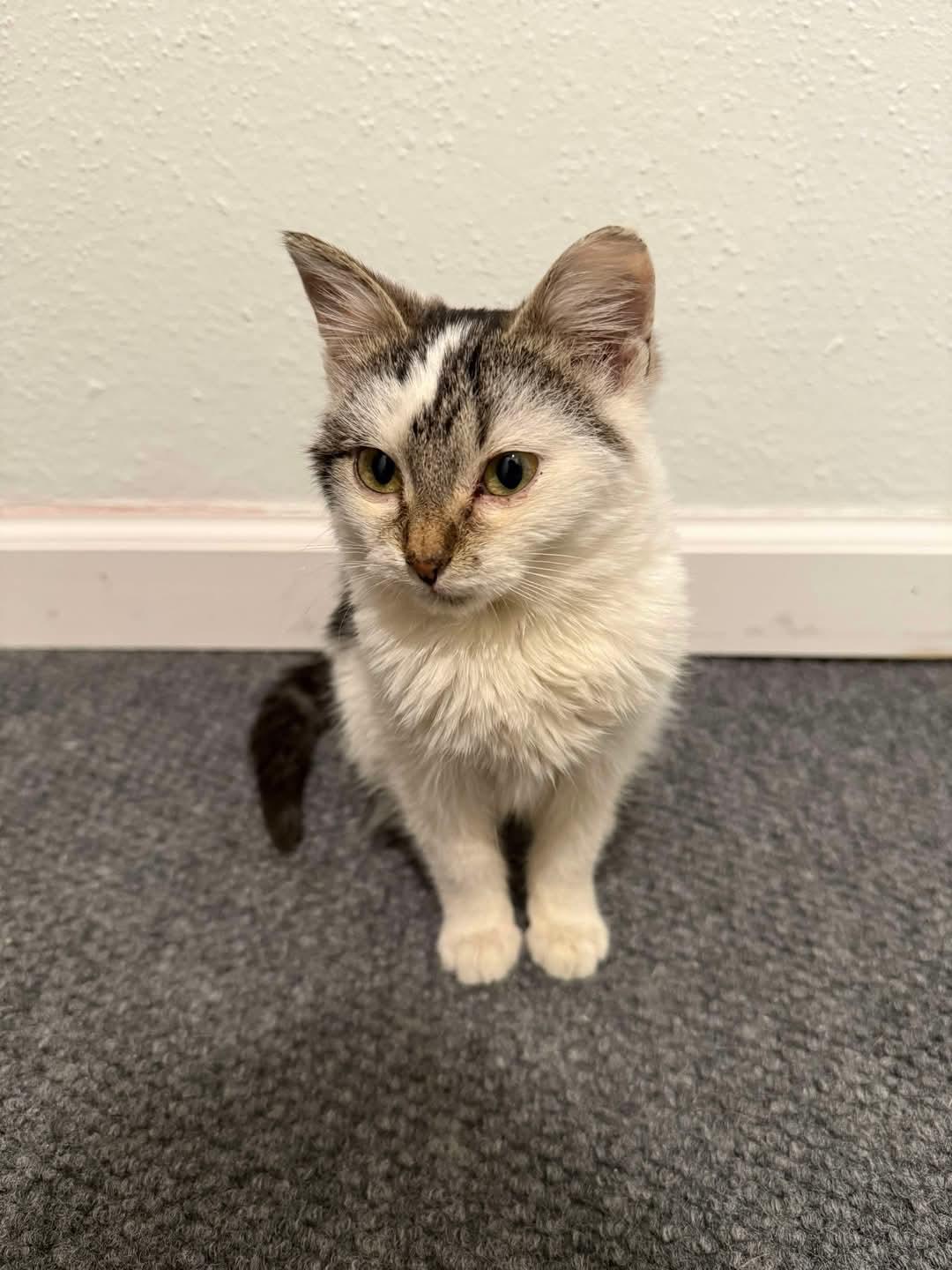 Enlarge Lada, a ADOPTABLE mixed breed in Sawyer, ND image 5/5