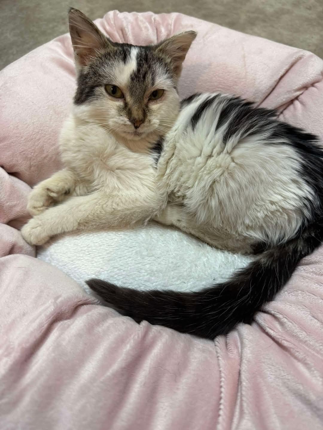 Enlarge Lada, a ADOPTABLE mixed breed in Sawyer, ND image 3/5