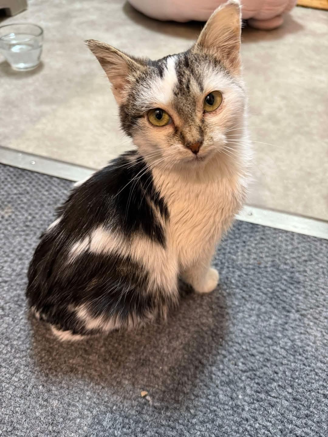 Enlarge Lada, a ADOPTABLE mixed breed in Sawyer, ND image 2/5