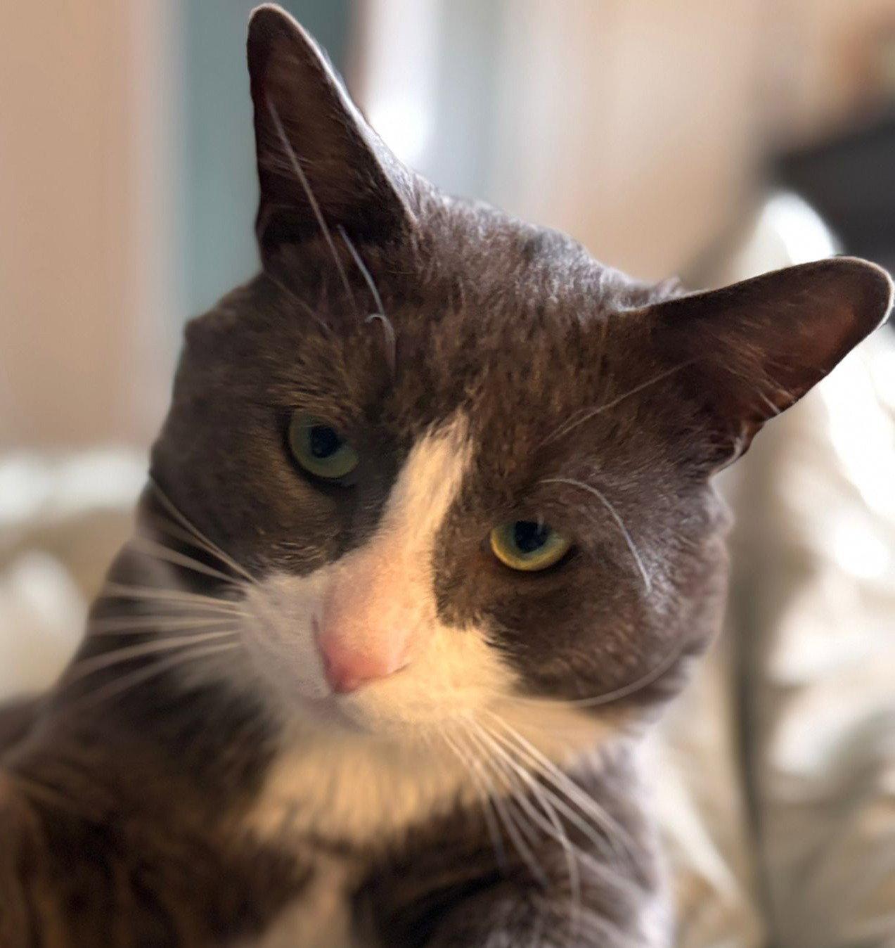 McNichol (Happy Single), Adoptable, Adult Male Domestic Short Hair.