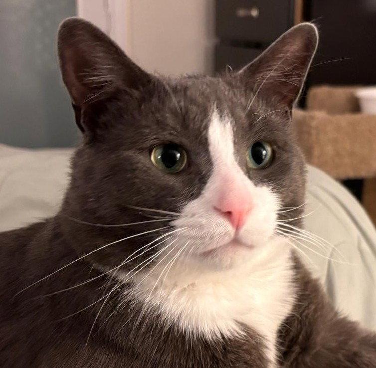 Enlarge McNichol (Happy Single), a Adoptable Domestic Short Hair in Richmond Hill, ON image 1/3