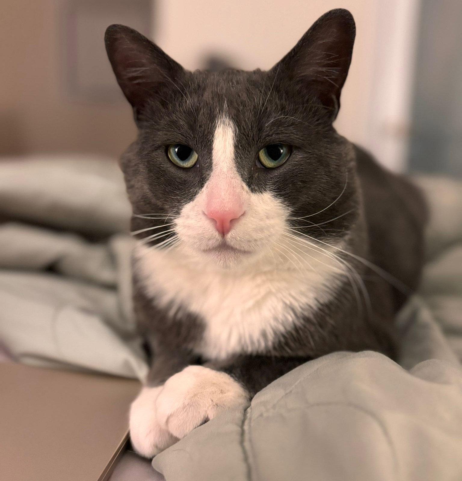Enlarge McNichol (Happy Single), a Adoptable Domestic Short Hair in Richmond Hill, ON image 2/3