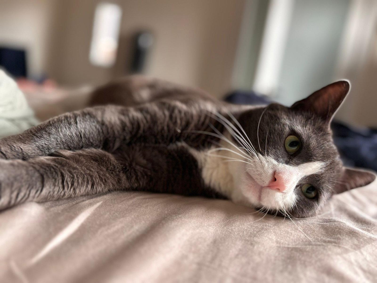 Enlarge McNichol (Happy Single), a Adoptable Domestic Short Hair in Richmond Hill, ON image 3/3