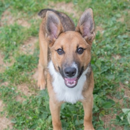 Enlarge INDY, a Adoptable mixed breed in Indiana, PA image 1/1