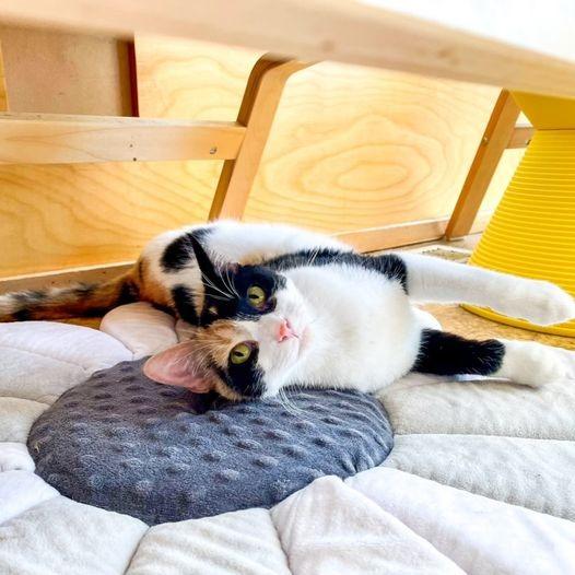 Audra, Adoptable, Young Female Domestic Short Hair.