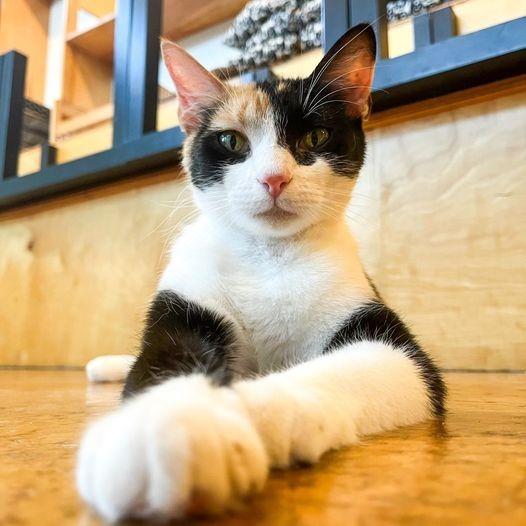 Audra, Adoptable, Adult Female Domestic Short Hair.