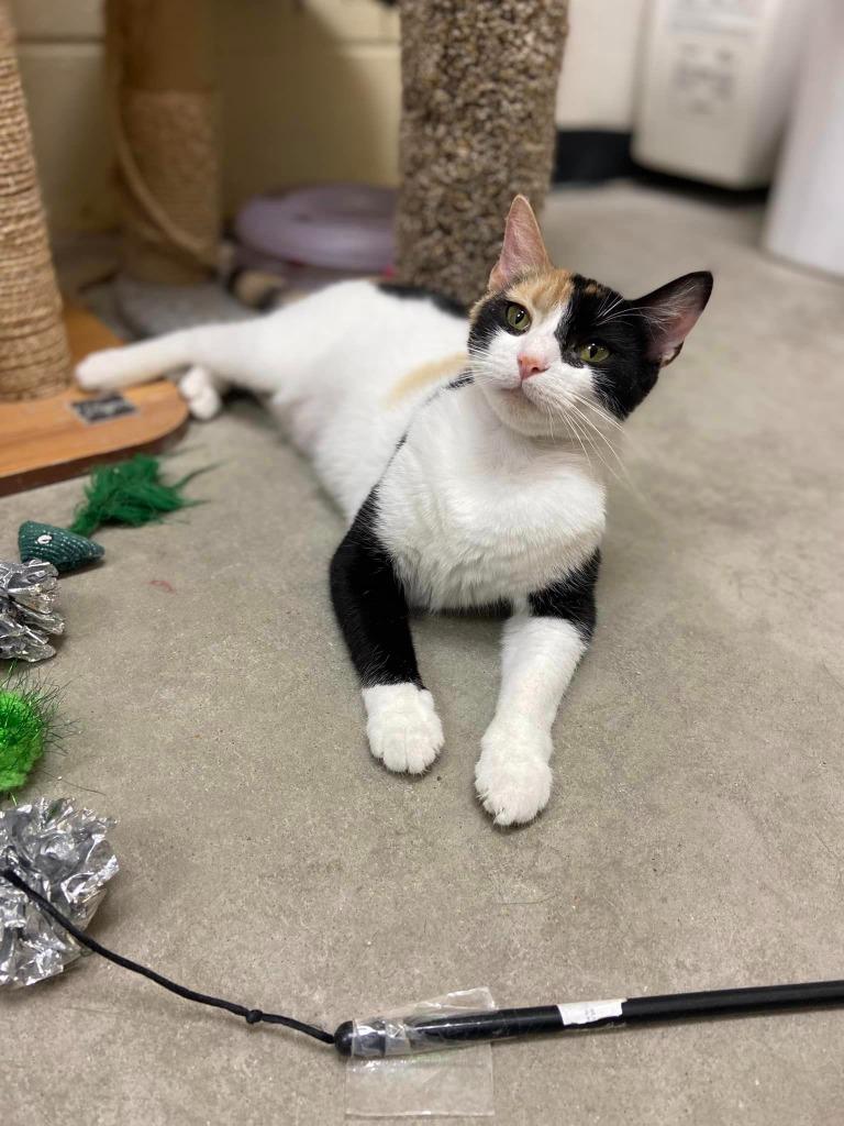 Audra, Adoptable, Adult Female Domestic Short Hair.