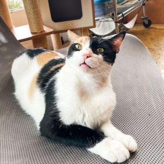 Enlarge Audra, a Adoptable mixed breed in St. Louis, MO image 3/6