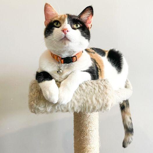 Enlarge Audra, a Adoptable mixed breed in St. Louis, MO image 3/6