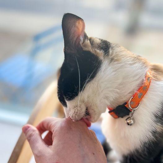 Enlarge Audra, a Adoptable mixed breed in St. Louis, MO image 3/6